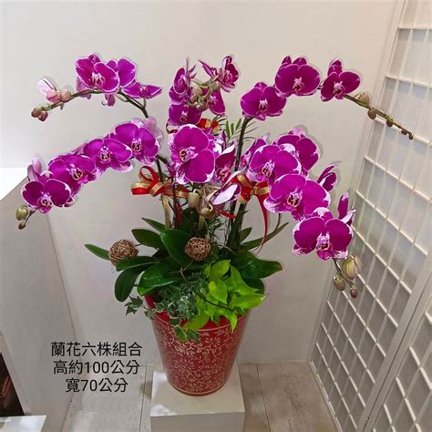 蘭花顏色風水|【蘭花 風水】蘭花招財增壽，避開5大風水禁忌，打造財運亨通的。